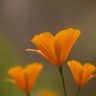 wildflowers-tuffed-poppy