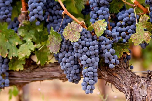 Sip Your Way To Fun On The Sierra Vintners California Wine Trail