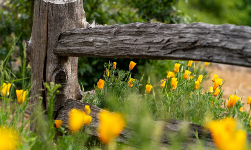 wildflowers-poppies