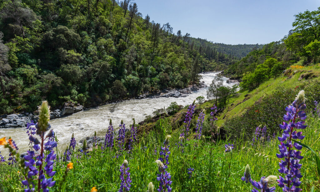 wildflowers-south-yuba-river