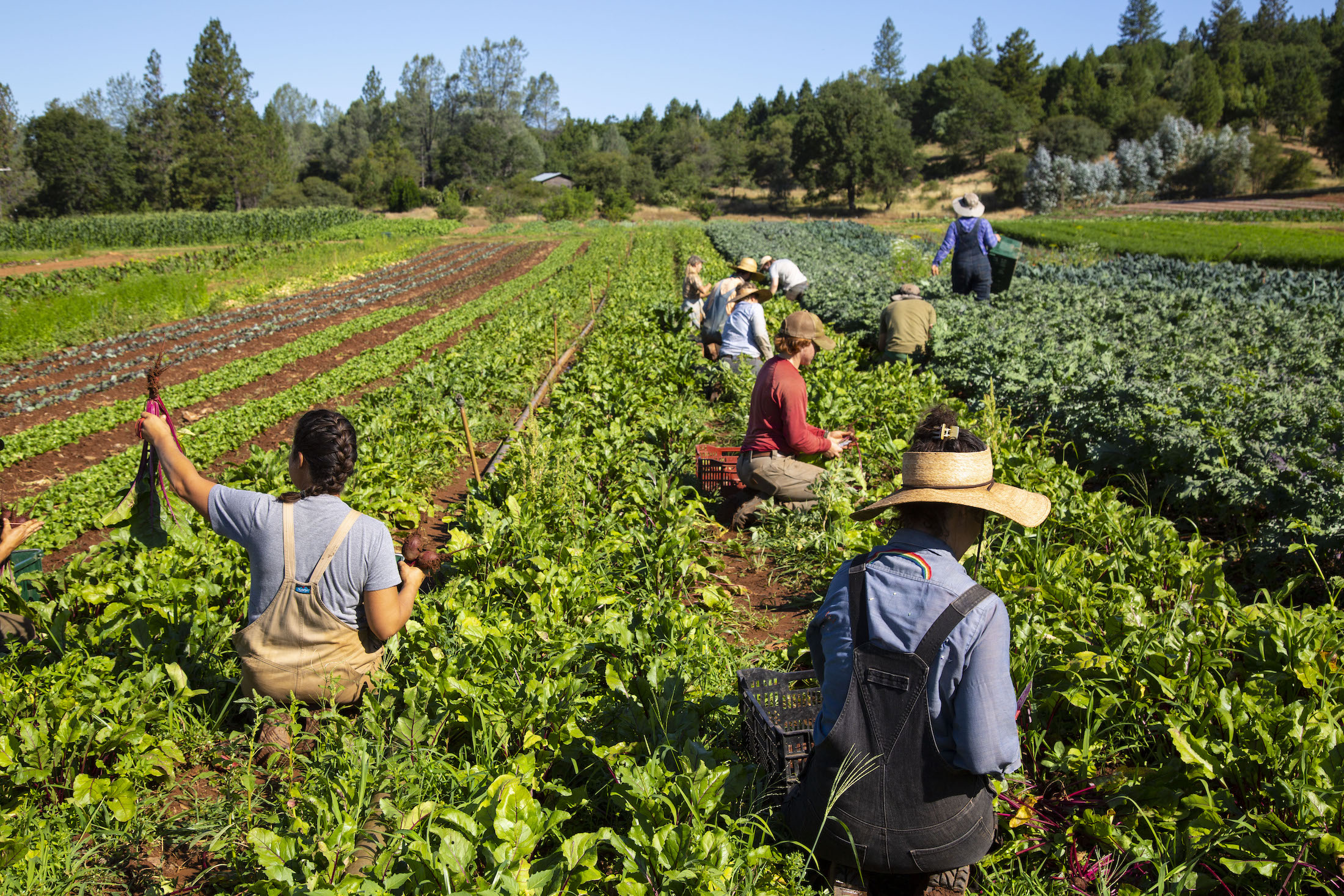 pickers on a farm collecting vegetables in Nevada County for Farmers Market