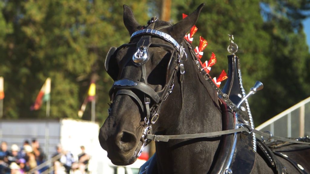 a draft show horse attire wearing pom poms and a fancy bridle