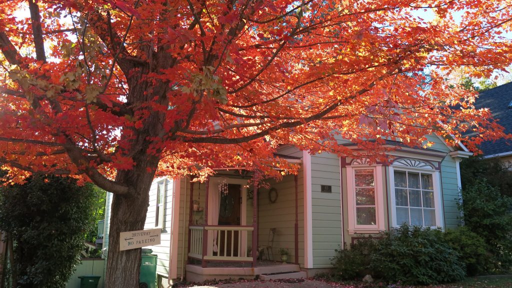 a bright red maple tree in the fall with Victorian home in the background on main street in Nevada City