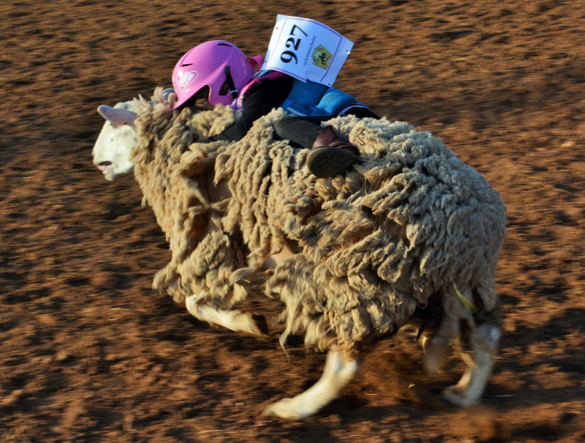 Rodeos & Pond Skims Things To Do In May In Nevada County