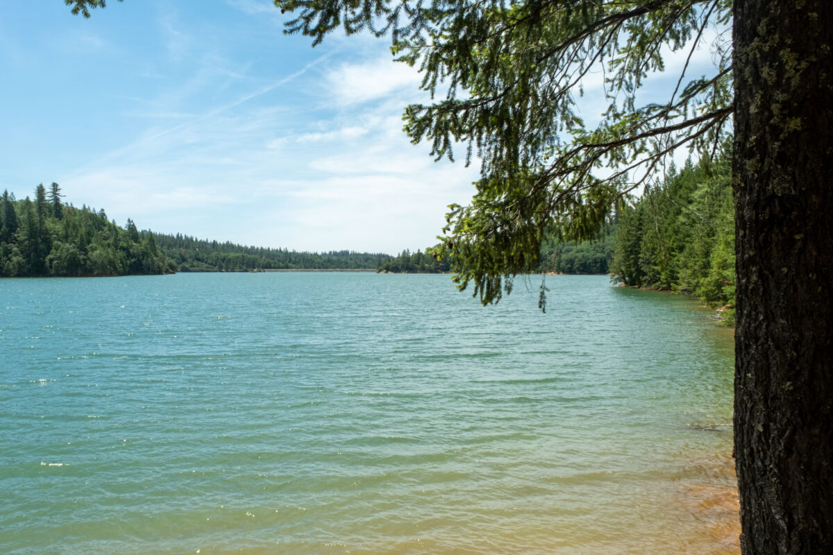 Overlooking the waters and pine covered shores of Rollins Lake next to a tall pine tree