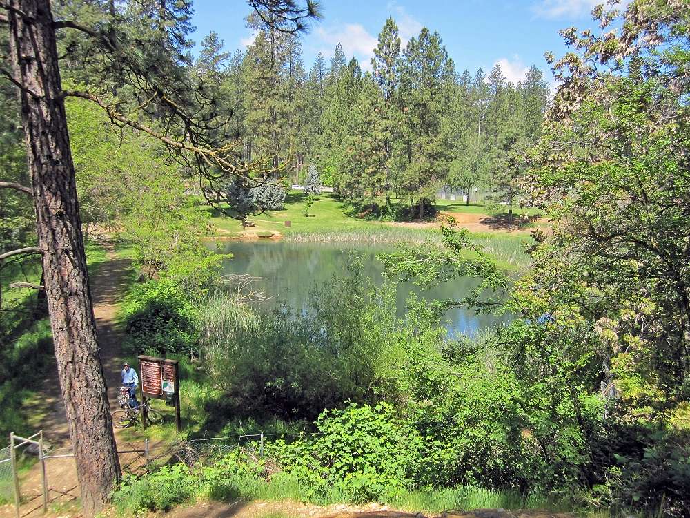 pond surrounded by tall pine trees in Condon Park near Grass Valley California