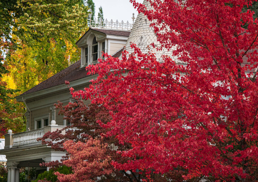 bright red maple in downtown Nevada City showcasing the fall colors