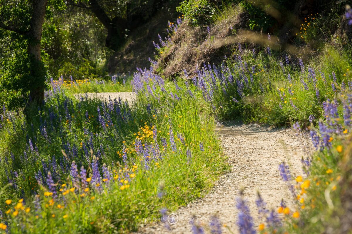 Spring Wildflowers on the Buttermilk Bend Trail in Nevada County California