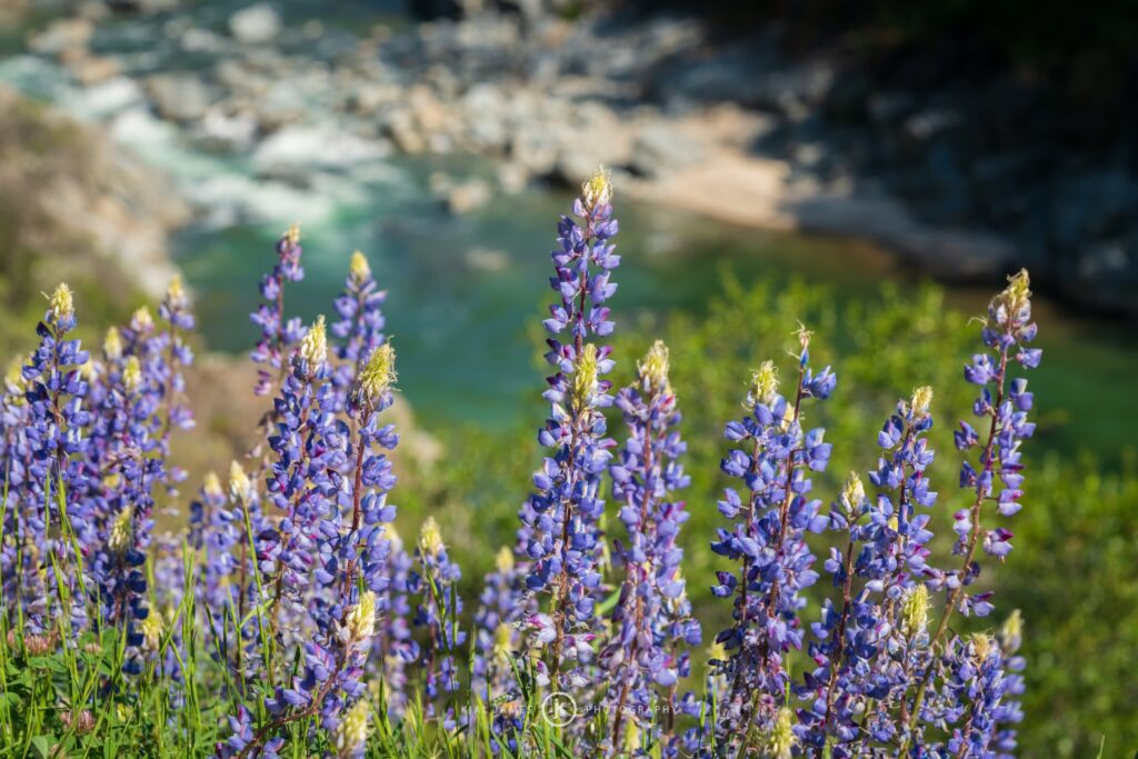 Buttermilk Bend Trail on a spring day with Lupine blooming