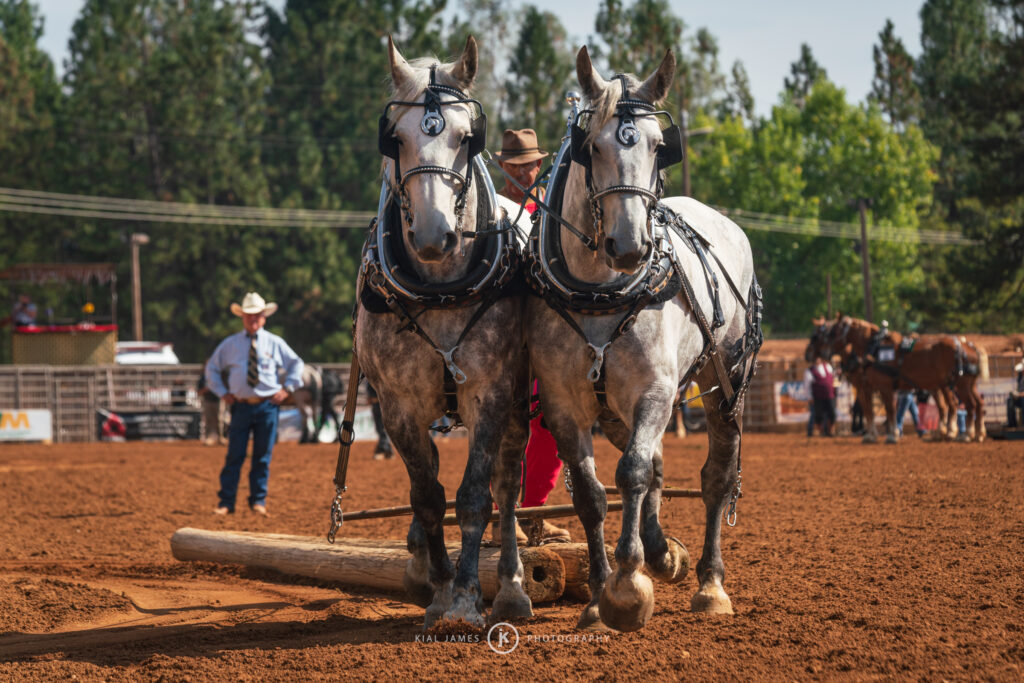 Two draft horses pulling logs as part of a competition at the Draft Horse Classic