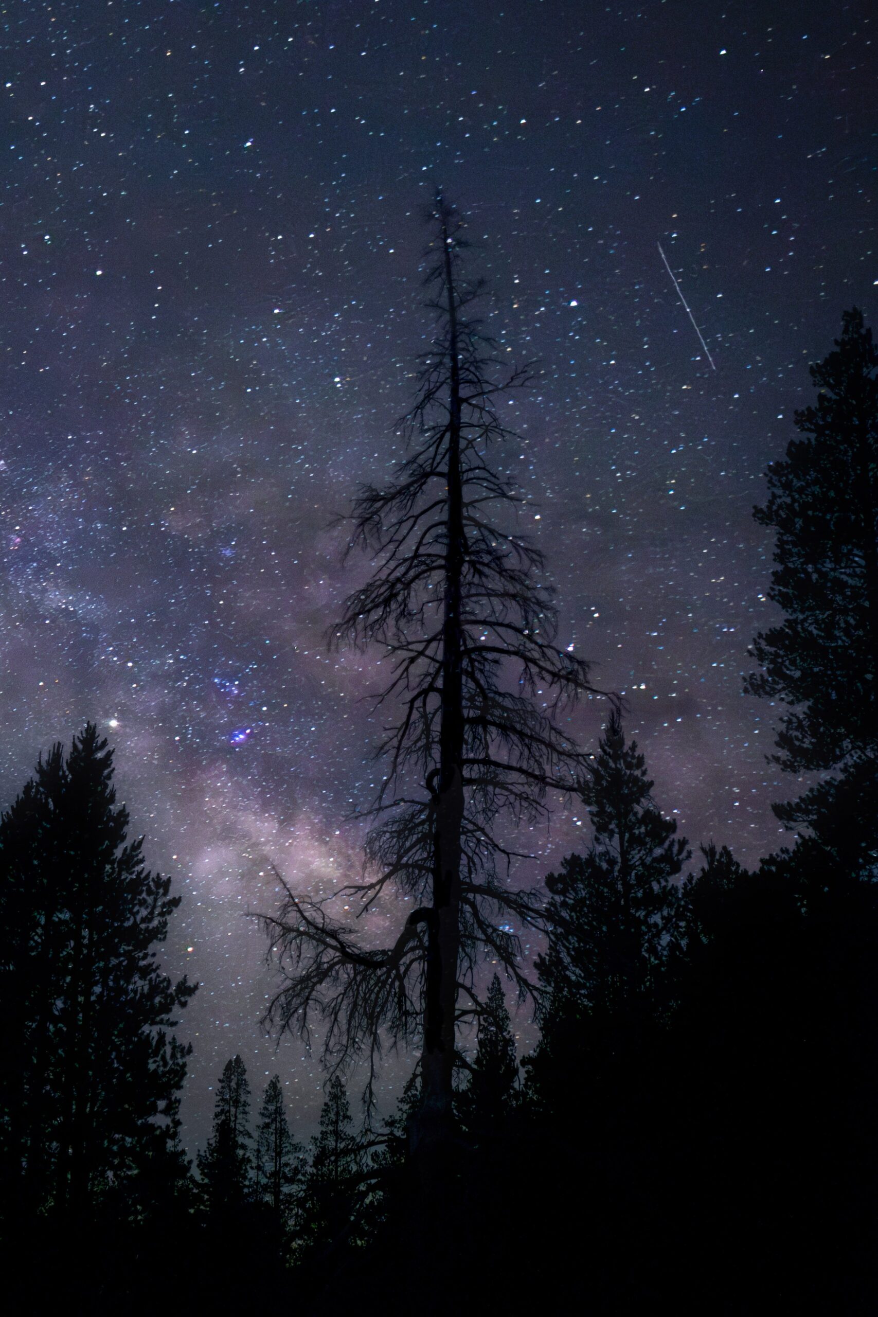 Jackson Meadows night sky