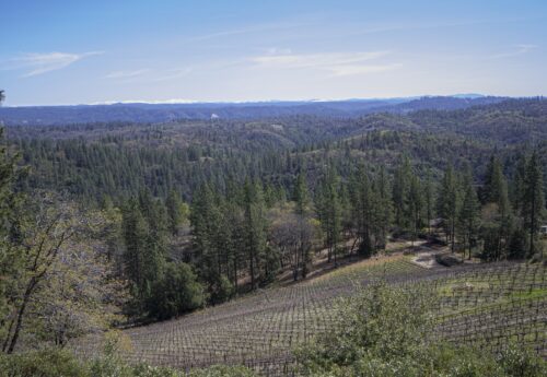 Rolling hillside at Lucchesi Vineyards in Nevada County