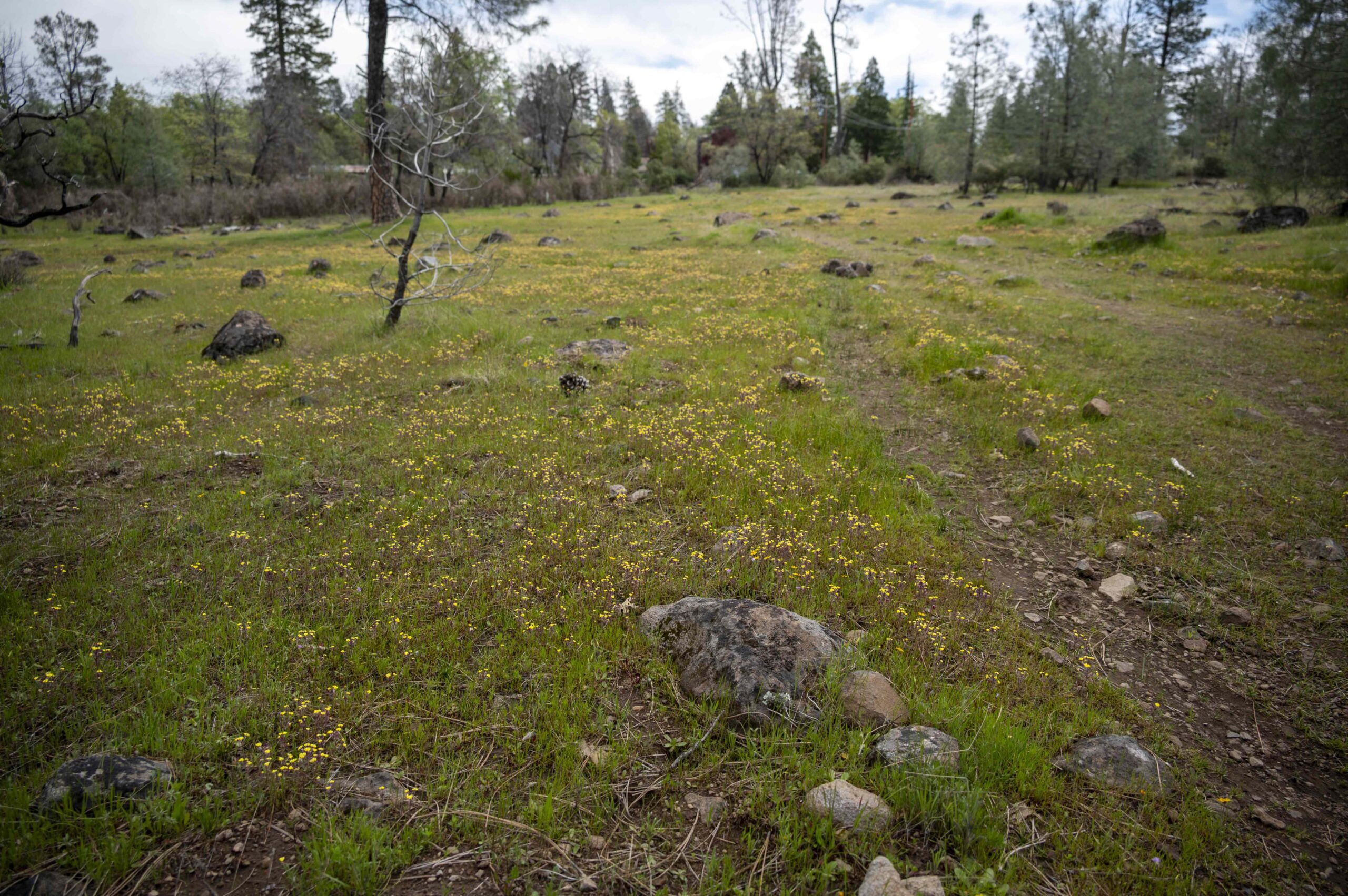 Wildflower Ridge in early spring