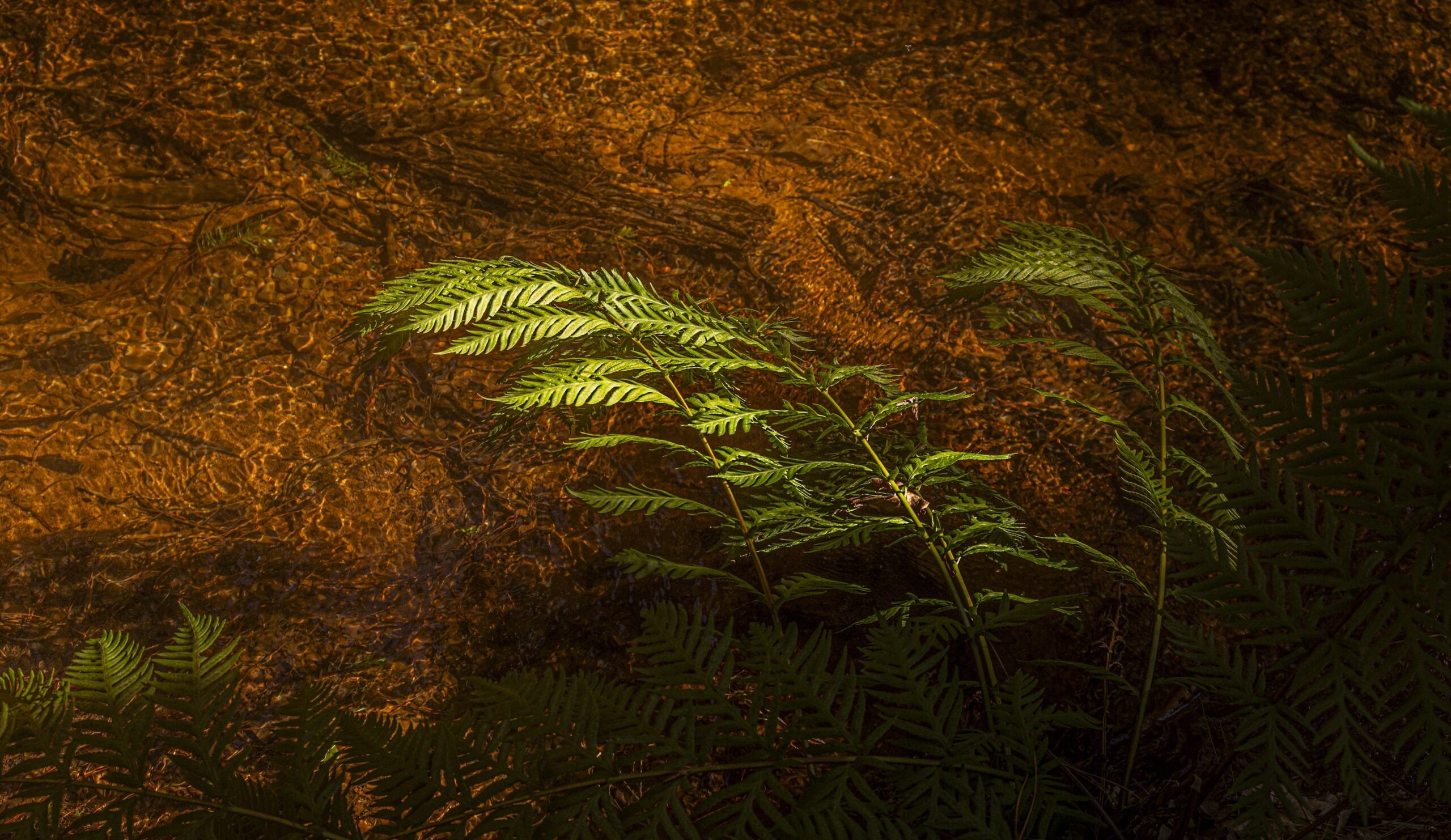 ferns growing along the shore of the Cascade Canal Trail