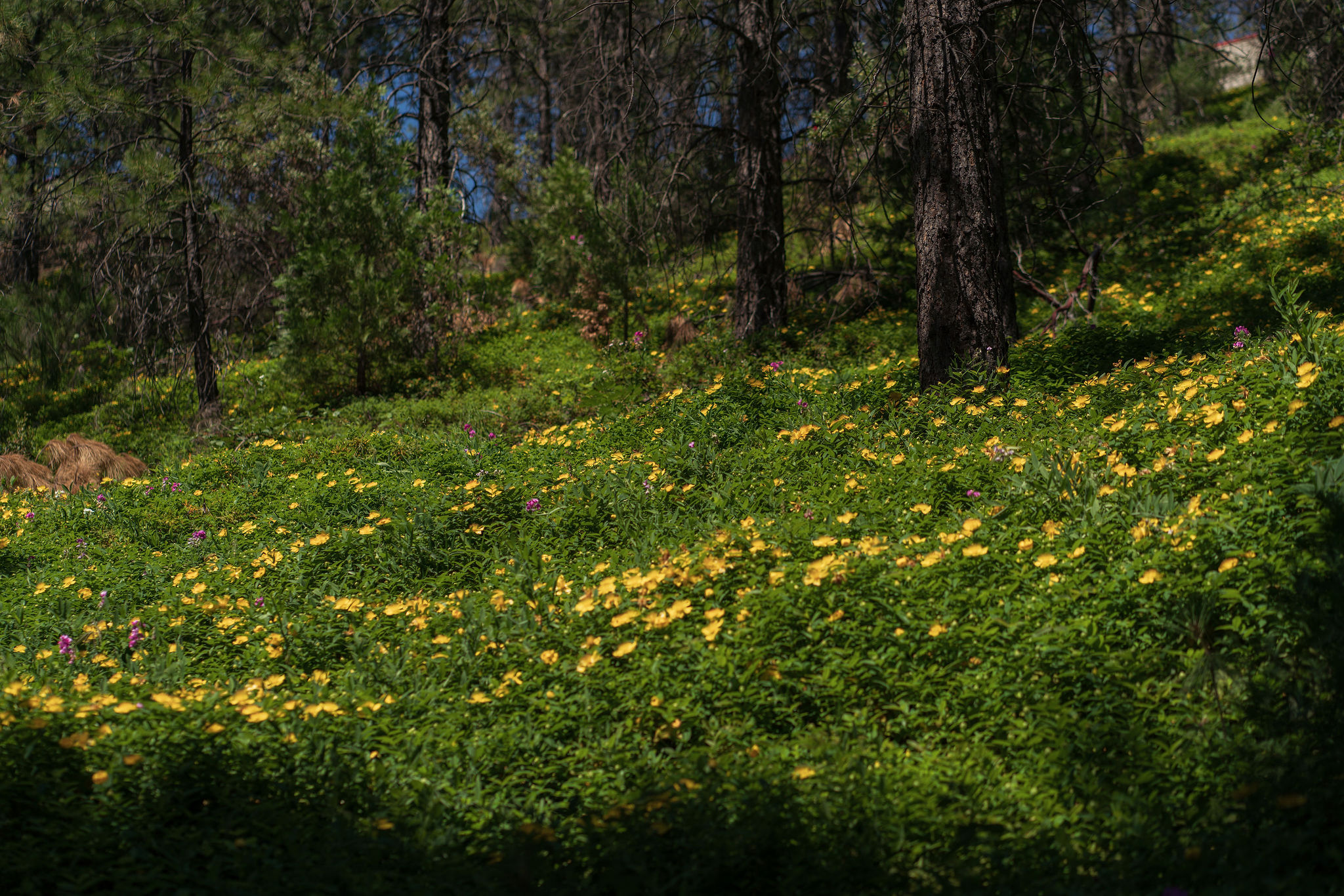 Spring wildflower bloom on the Wolf Creek Trail