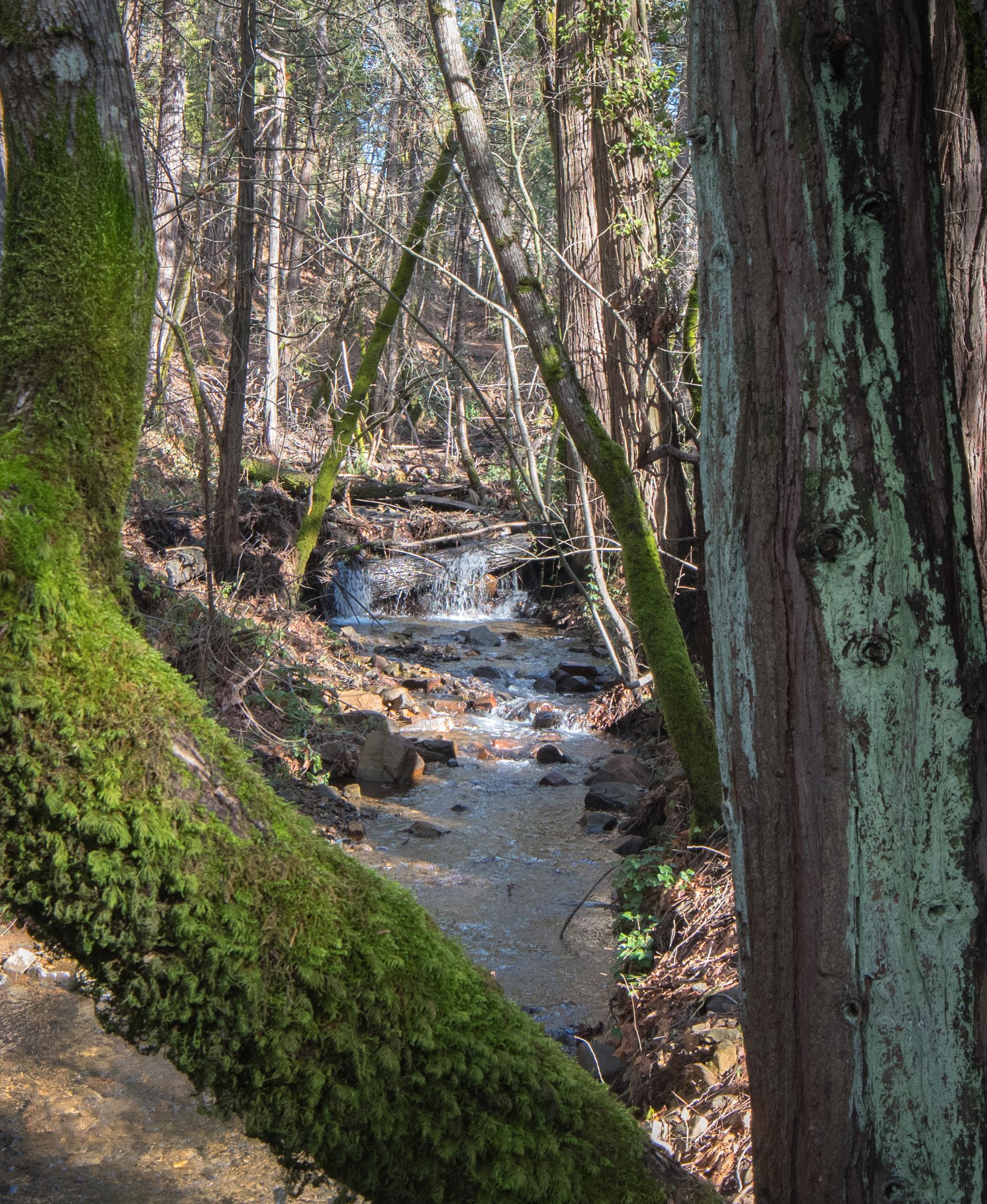 Wolf Creek looking from the Wolf Creek Trail